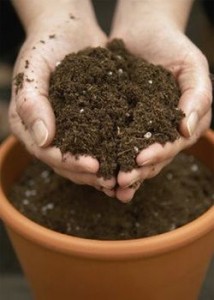 азалия почва удобрения